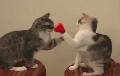 CATWONDO CAT FIGHT STYLE